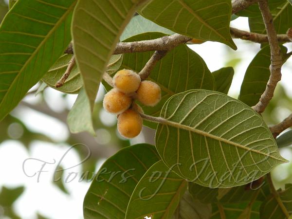 Mysore Fig